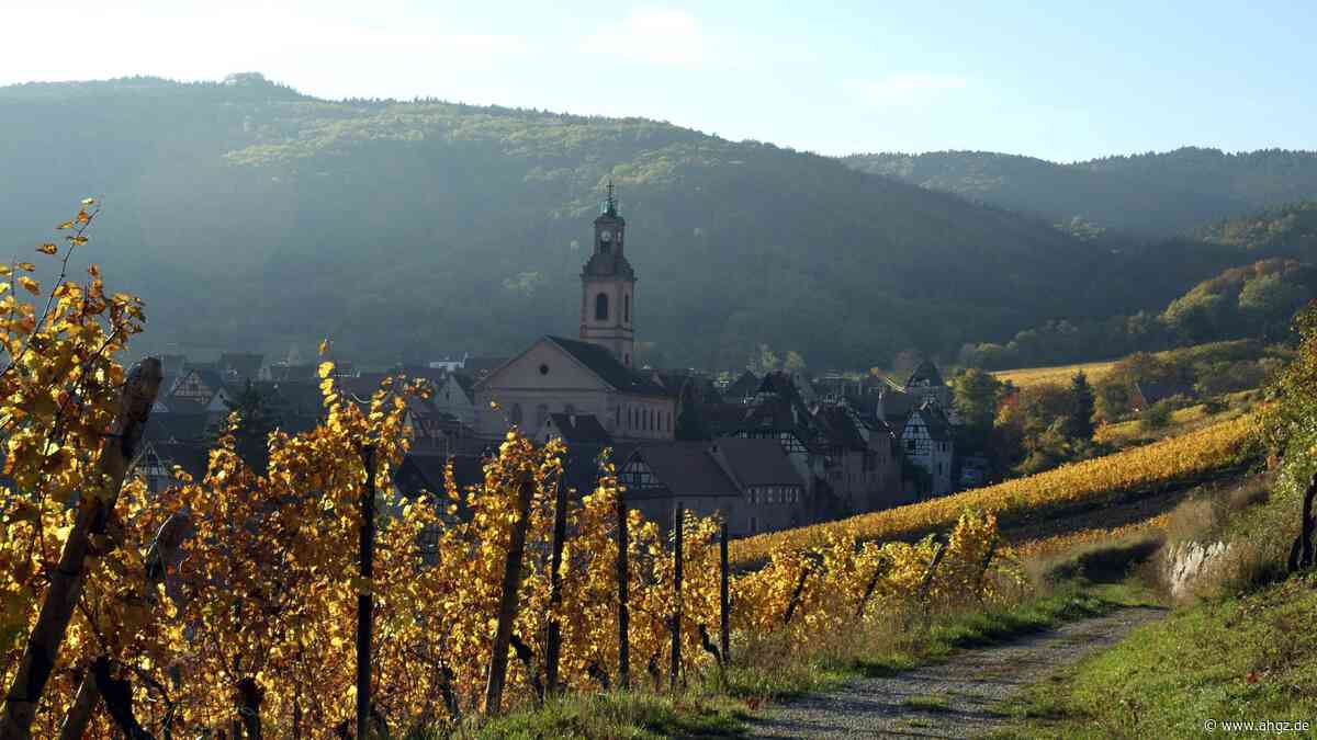 Klimakrise: Frankreich erwartet schwache Weinlese nach Hitzesommer