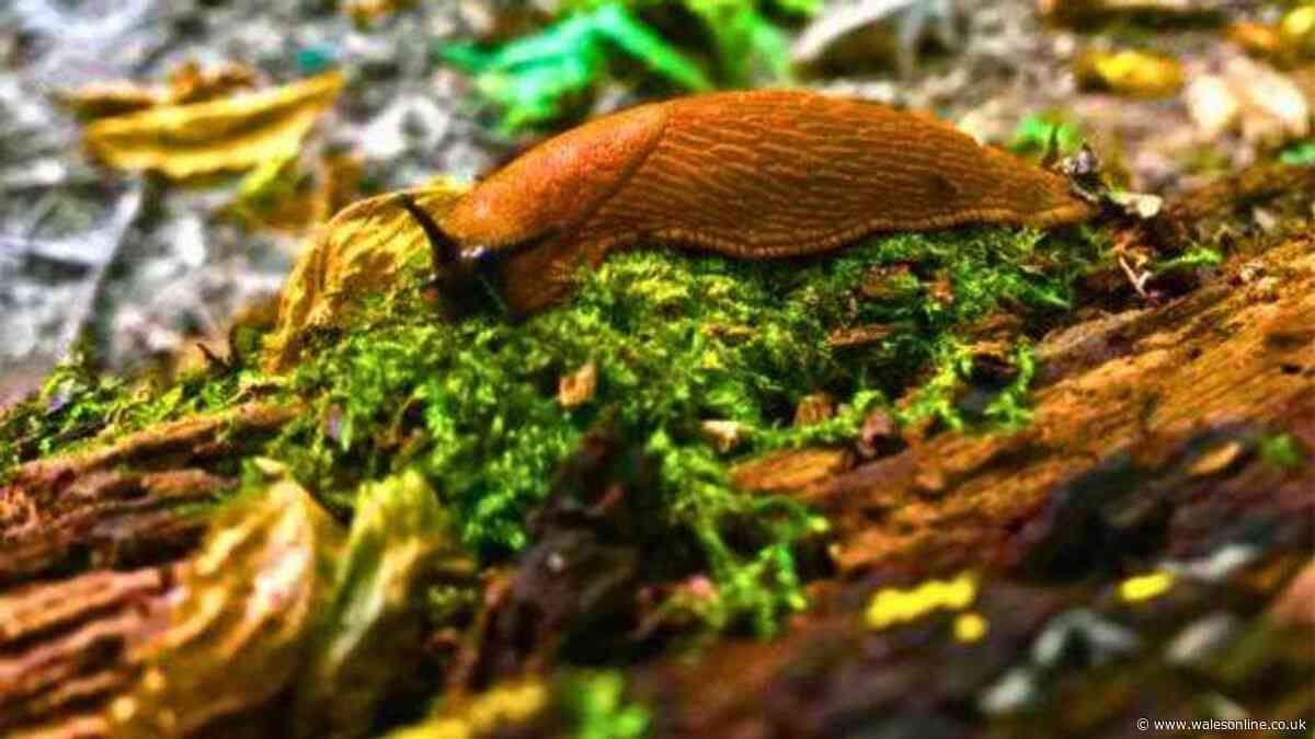 Banish slugs for good by adding 1 thing to your garden they naturally hate — not salt