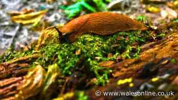 Banish slugs for good by adding 1 thing to your garden they naturally hate — not salt