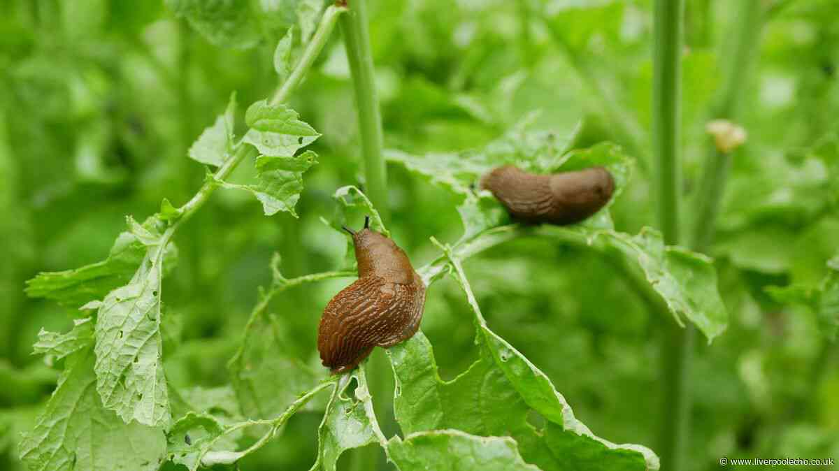 Deter slugs from your garden without chemicals by growing one common plant they naturally hate
