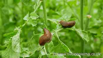 Deter slugs from your garden without chemicals by growing one common plant they naturally hate