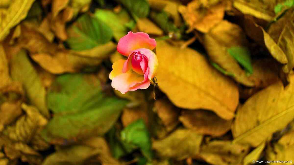 Roses will look perkier if you remove fallen leaves from the garden