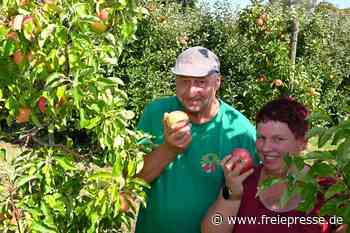 Äpfel selbst pflücken: Obstgut Seelitz öffnet bei Rochlitz seine Plantage