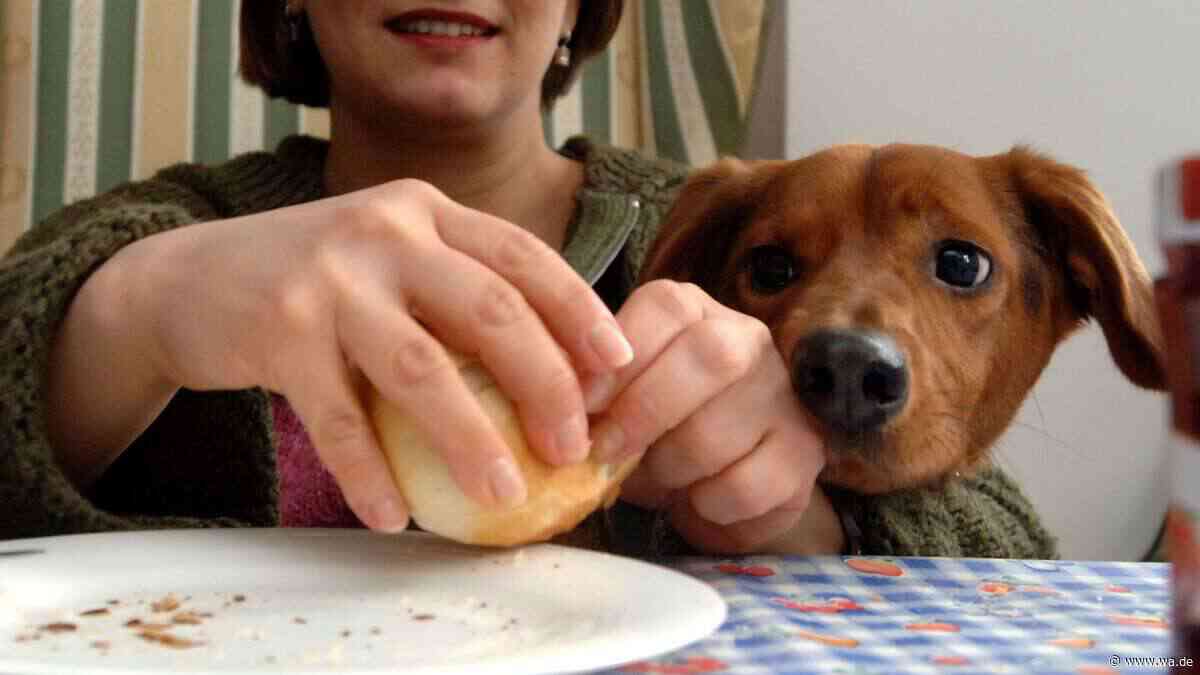 Ihr Hund bettelt am Tisch? Was wirklich erlaubt ist – und was Sie besser weglassen