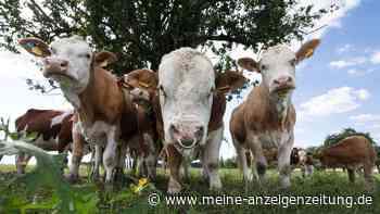 Fünf Fälle bestätigt: Shamonda-Virus im Kreis Freising angekommen – Was Tierbesitzer wissen sollten