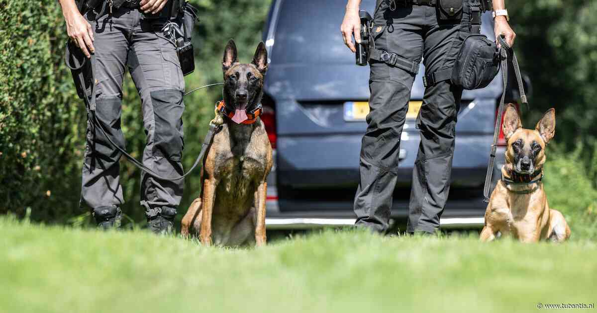 Lara ruikt in het maisveld van Overasselt iets wat niemand anders ziet, dan begint ze te blaffen