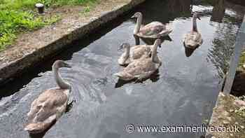 Sick attacker shoots five cygnets 'with catapult' on Yorkshire canal