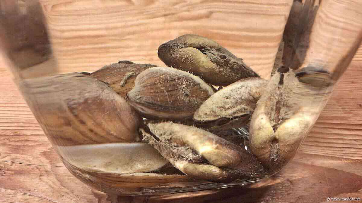 Quagga-Muschel im Tegernsee und Schliersee? Proben bringen Entwarnung