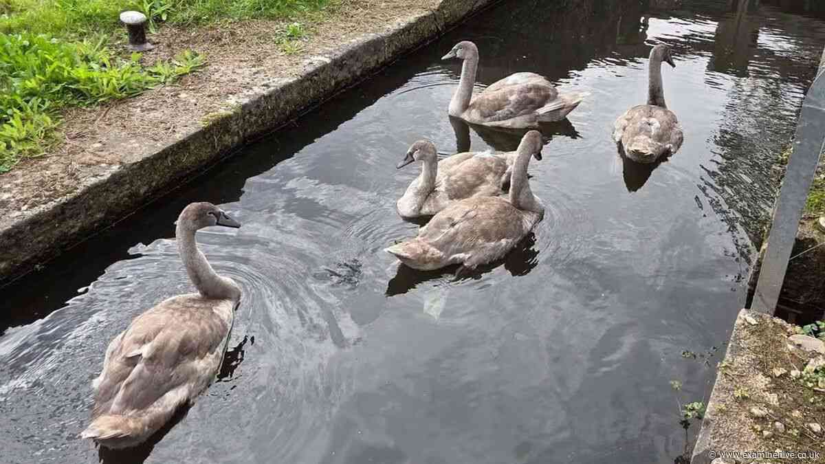 Sick attacker shoots five cygnets 'with catapult' on Yorkshire canal