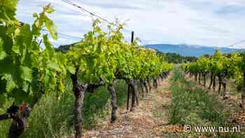 Franse champagneproductie bijna gehalveerd door extreem weer