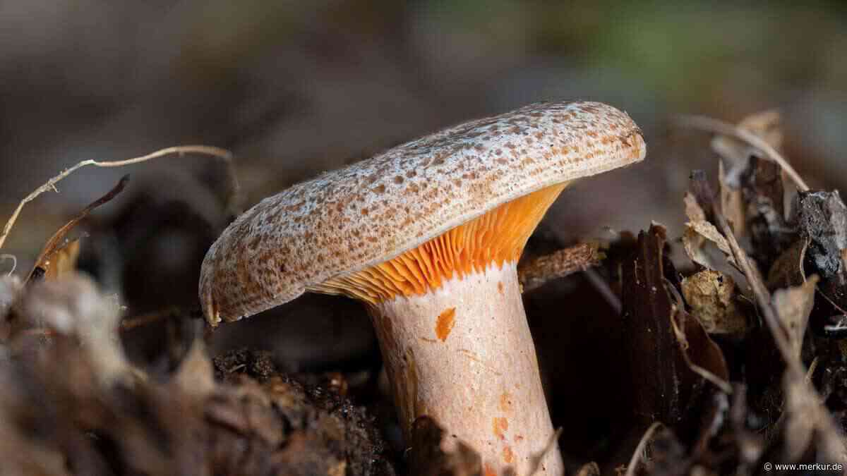 Viele lassen ihn stehen: Dieser orange Speisepilz schmeckt gebraten überraschend nach Speck