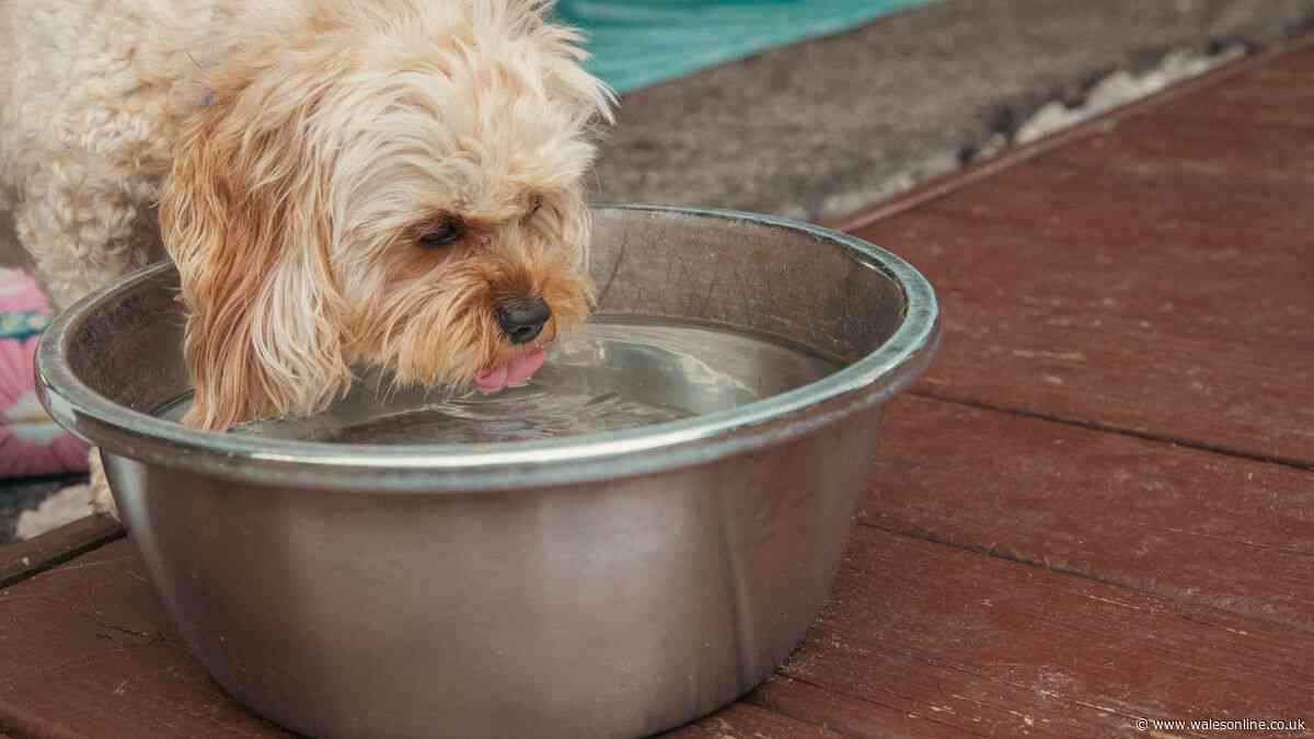 Simple tap water method could help your dog drink more