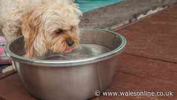 Simple tap water method could help your dog drink more