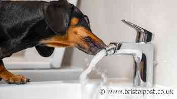 Simple tap water method could help your dog drink more