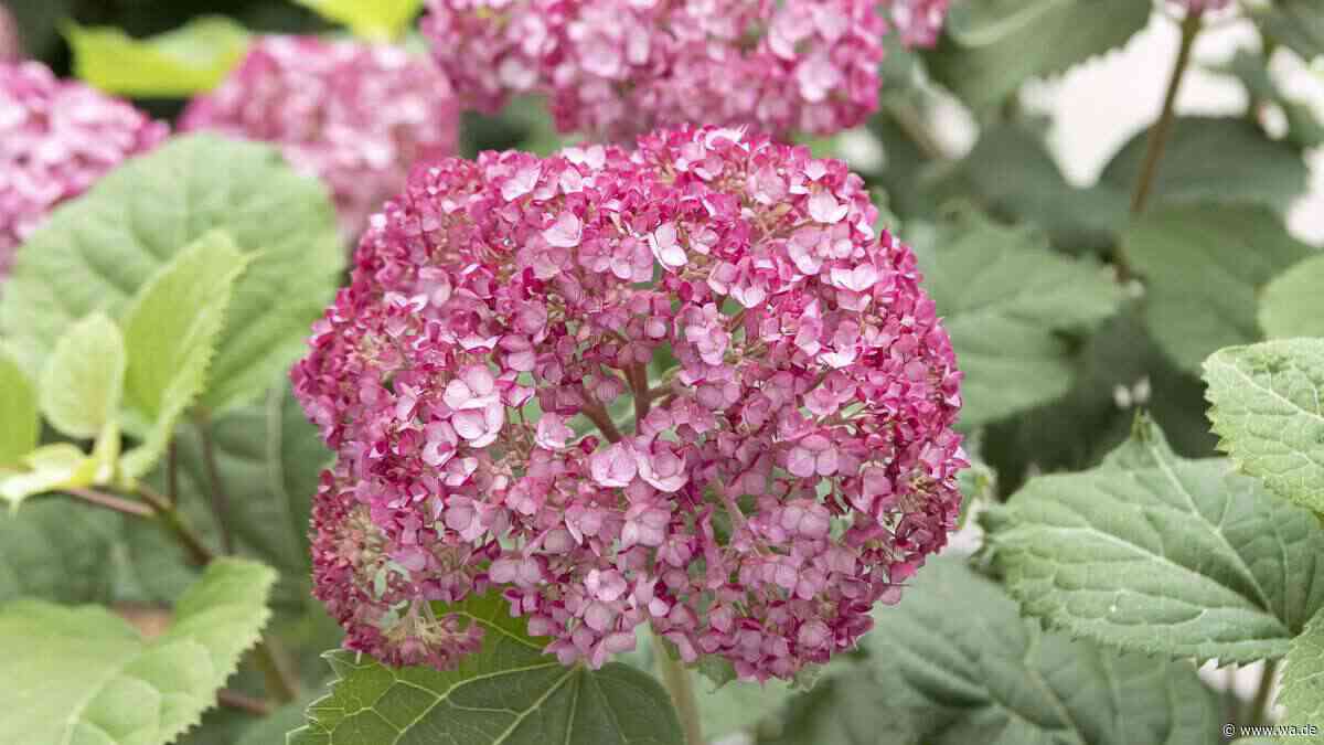 Namensverwirrung im Garten: Welche Hortensie wirklich in Ihrem Garten wächst