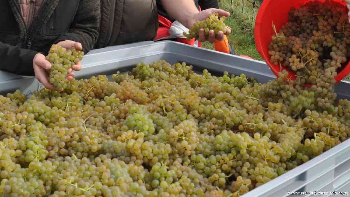 Die schönsten 45 Fotos von der Weinlese bei Gifhorns Weinpionieren
