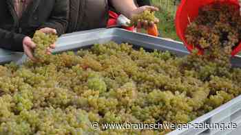 Die schönsten 45 Fotos von der Weinlese bei Gifhorns Weinpionieren