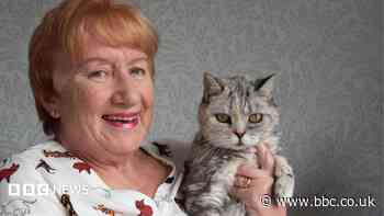 Unchipped cat crisis 'out of control' in resort