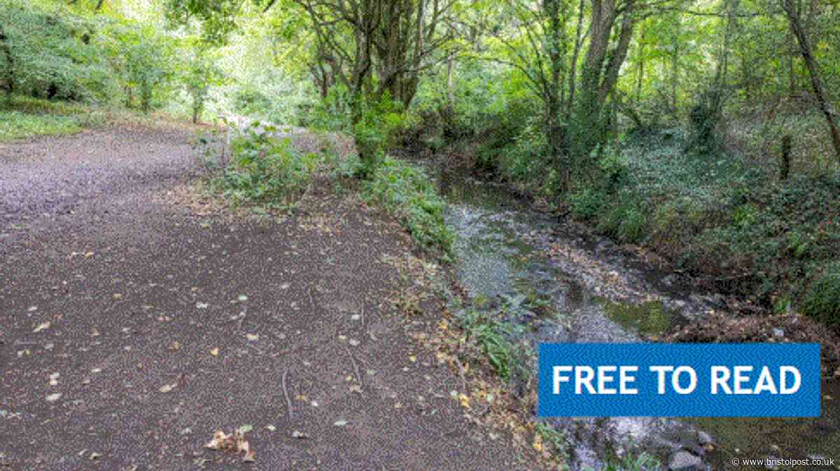 River 'foam' which saw animals die, is not linked to Brislington industrial fire