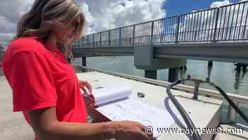 Living seawall initiative underway in Clearwater