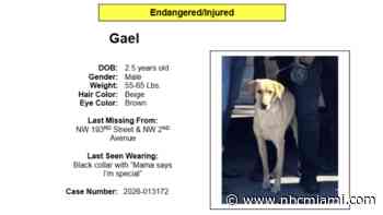 Miami Gardens Police searching for missing K-9 that was struck by car
