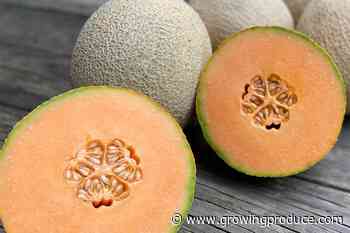 18 Cantaloupe and Other Melon Varieties to Grow Now