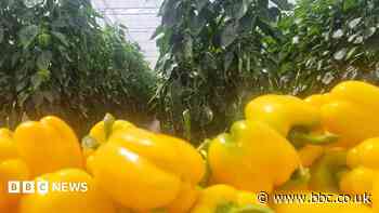Heatwaves ruined 40% of our peppers, says grower