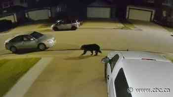 Bear spotted in Edmonton was likely hungry for a pre-winter meal, experts say