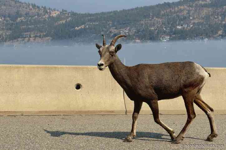 3 Okanagan grad students win big for wildlife contributions