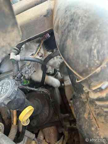 Kitten rescued from engine in Perkins