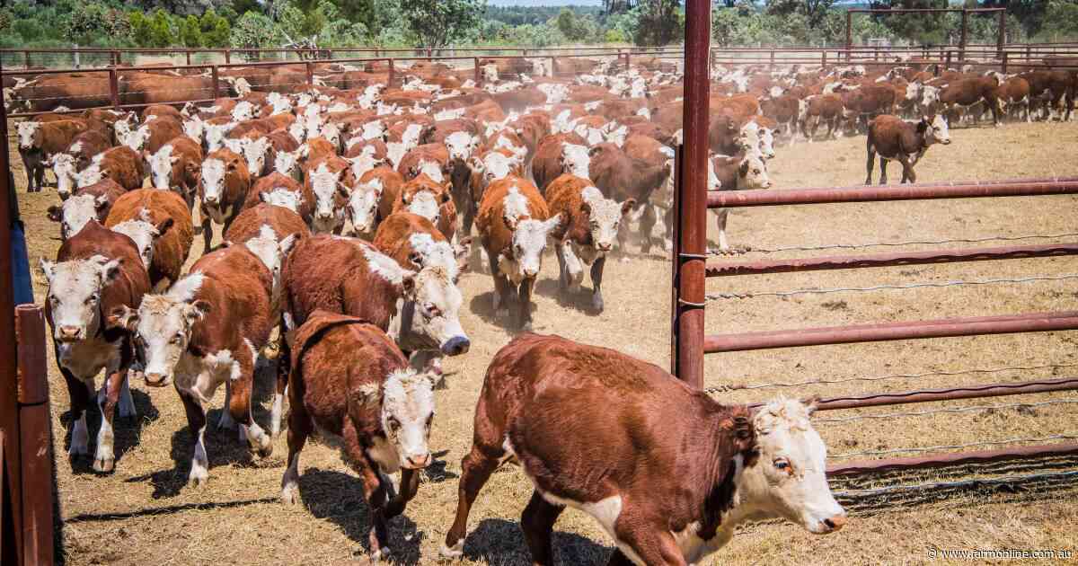 The August cattle crunch: the supply-side battle reshaping the market