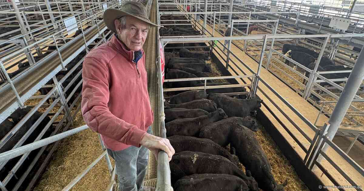 Spring in the step of restockers puts pressure on limited cattle supply