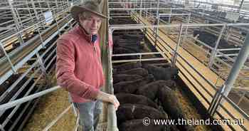 Spring in the step of restockers puts pressure on limited cattle supply