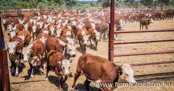 August cattle crunch: the supply-side battle reshaping the market