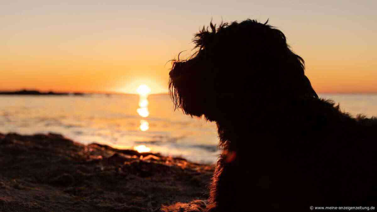 Mit Hund nach Kroatien: Diese Gefahren sollten Halter vor der Reise kennen