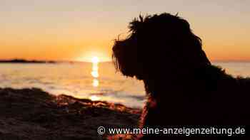 Mit Hund nach Kroatien: Diese Gefahren sollten Halter vor der Reise kennen