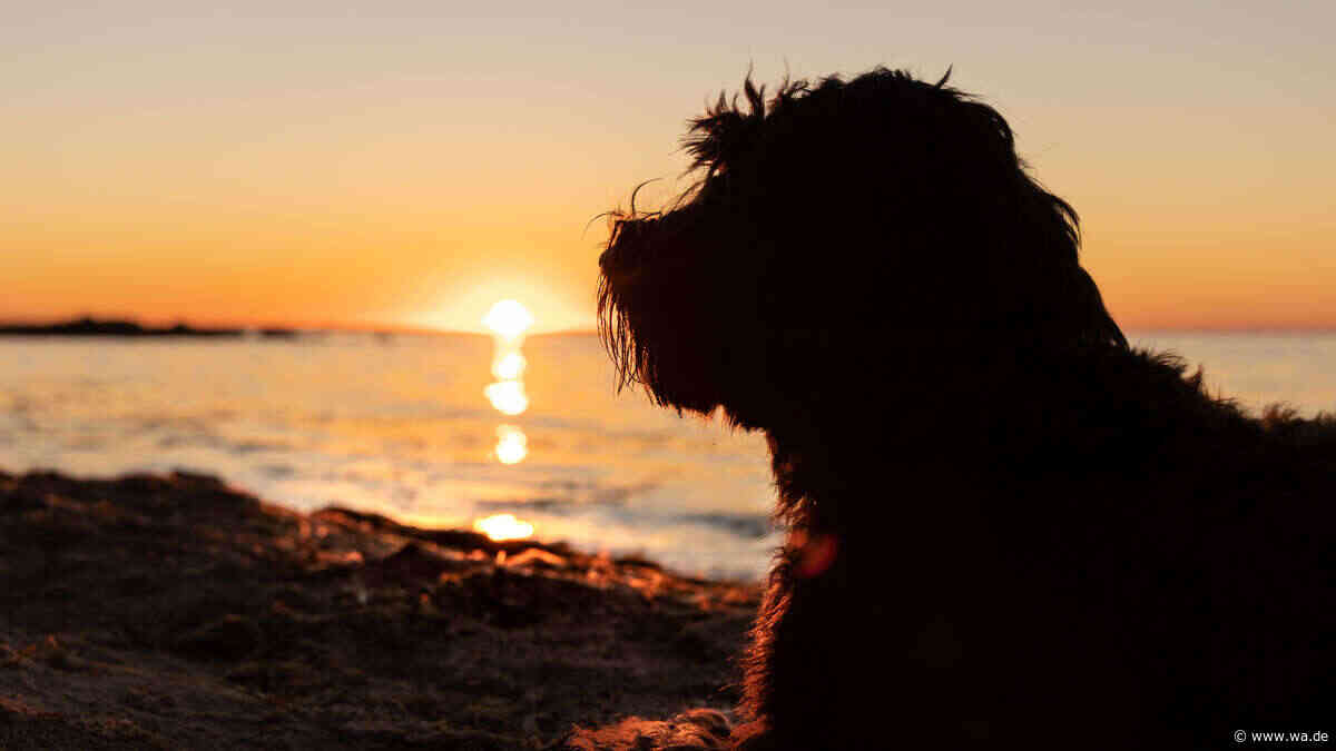 Mit Hund nach Kroatien: Diese Gefahren sollten Halter vor der Reise kennen