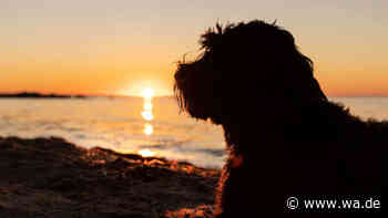 Mit Hund nach Kroatien: Diese Gefahren sollten Halter vor der Reise kennen