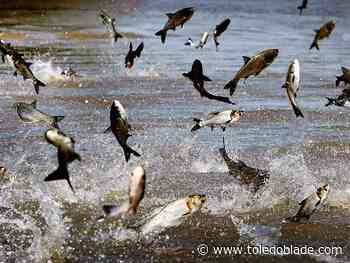 Construction of invasive carp barrier resumes