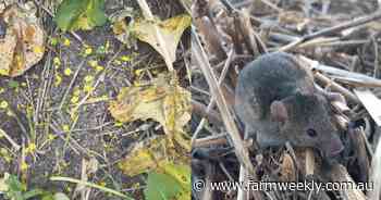 Mouse trap: Activity has dropped, but spring brings a new threat for WA crops
