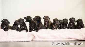 RSPCA centre is suddenly looking for homes for puppies after two rescue dogs gave birth... to a massive 21 pups