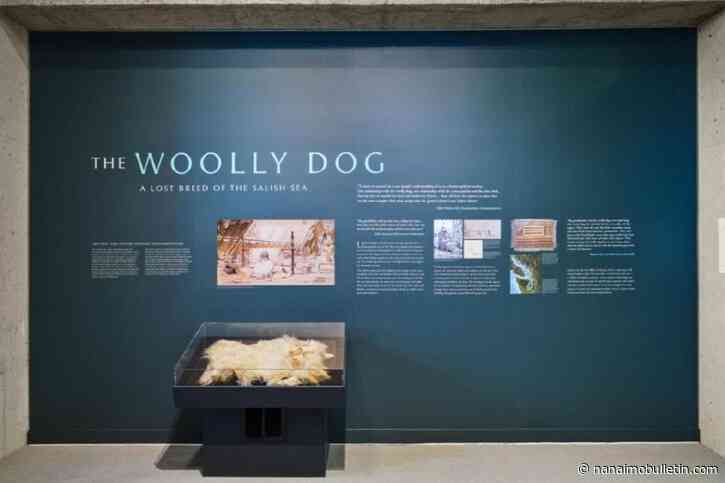 Woolly dog pelt on loan to B.C. museum from the Smithsonian