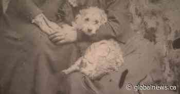 Extremely rare Woolly Dog pelt back in B.C. after more than 160 years