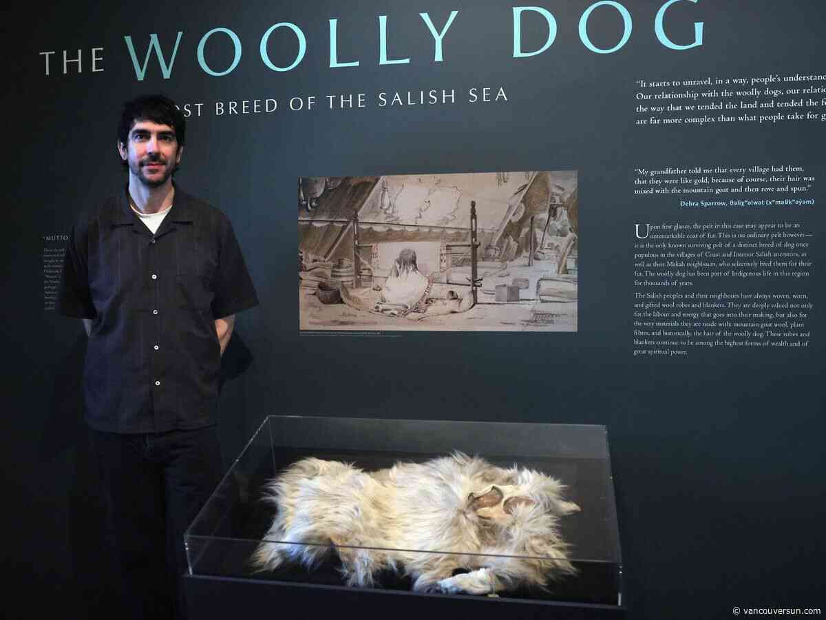 Woolly dog pelt returns to Coast Salish territory for the first time