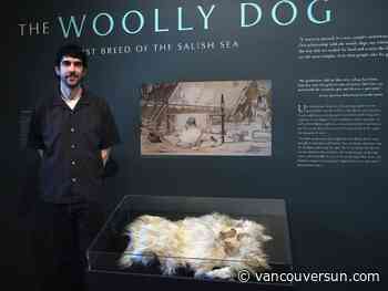Woolly dog pelt returns to Coast Salish territory for the first time