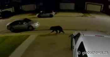 Black bear wanders through Edmonton neighbourhoods overnight