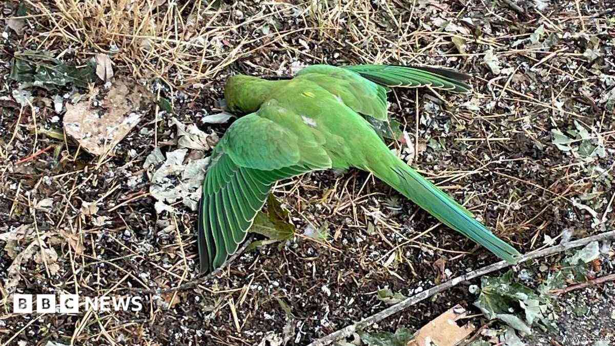 Parakeets found shot by catapults in London park