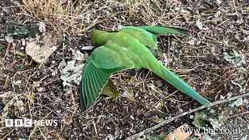 Parakeets found shot by catapults in London park