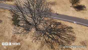 Drought devastation: How to protect London's trees