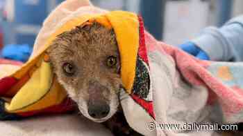Little fox cub named Valor is rescued from drainpipe after becoming trapped underground for nine hours